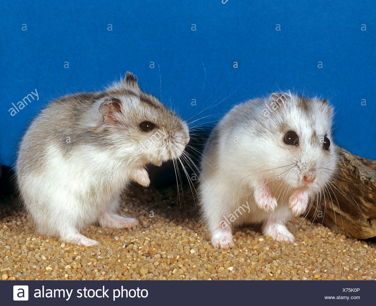 hamster adults