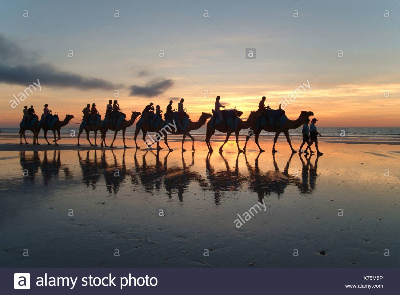 Camel caravan, Cable Beach, Broome, West Kimberlys, Australia Stock Photo