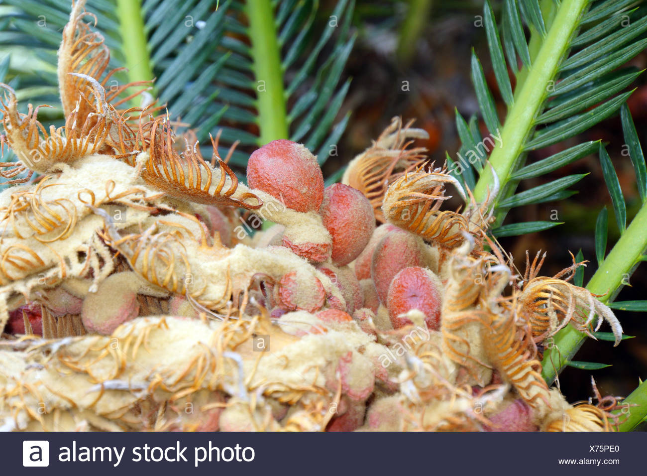 Japanischer Sagopalmfarn Oder Japanischer Palmfarn Cycas Revoluta Lucca Toskana Italien Stock Photo Alamy