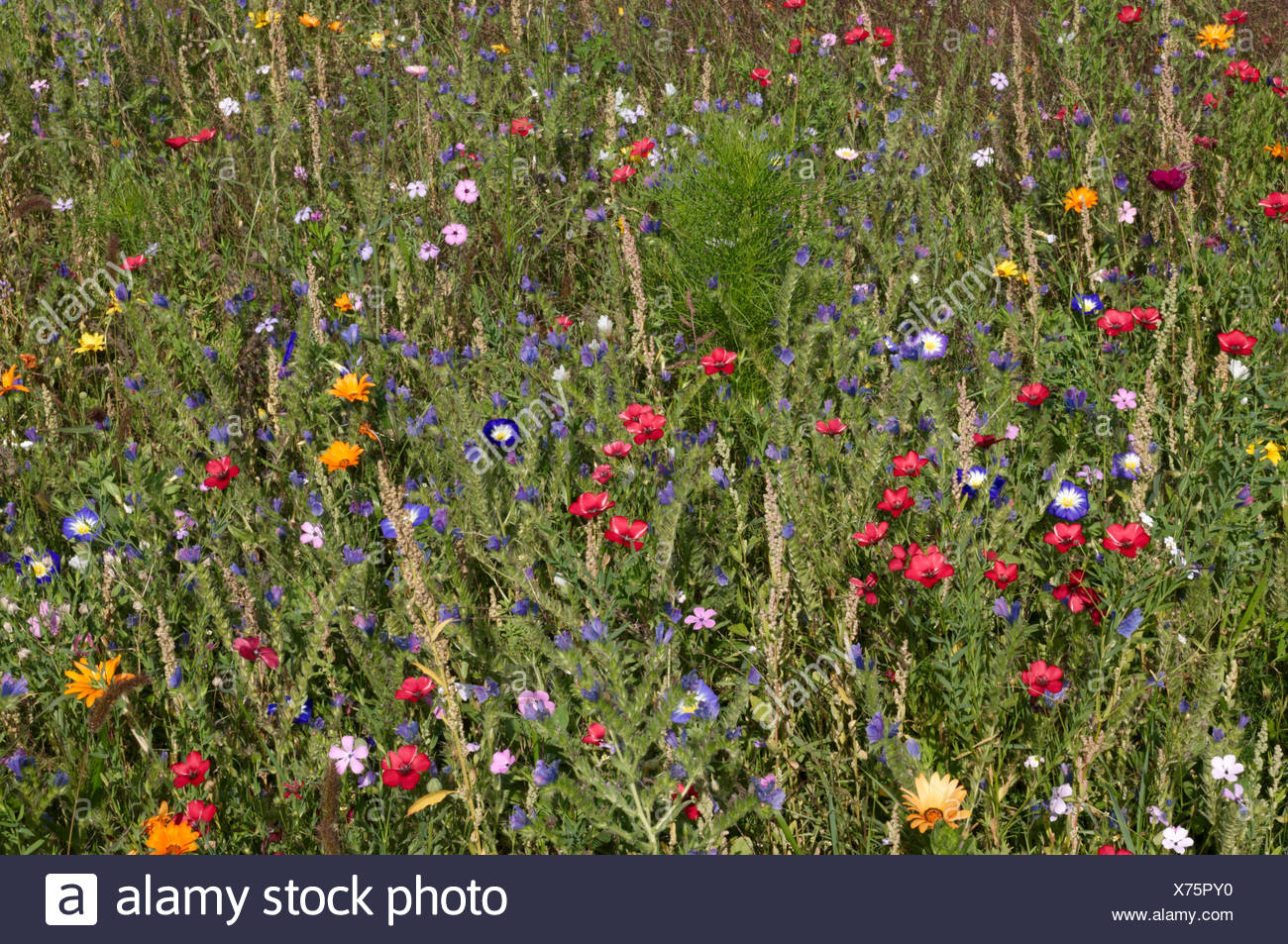 coloured, colourful, gorgeous, multifarious, richly coloured, flower, flowers, Stock Photo