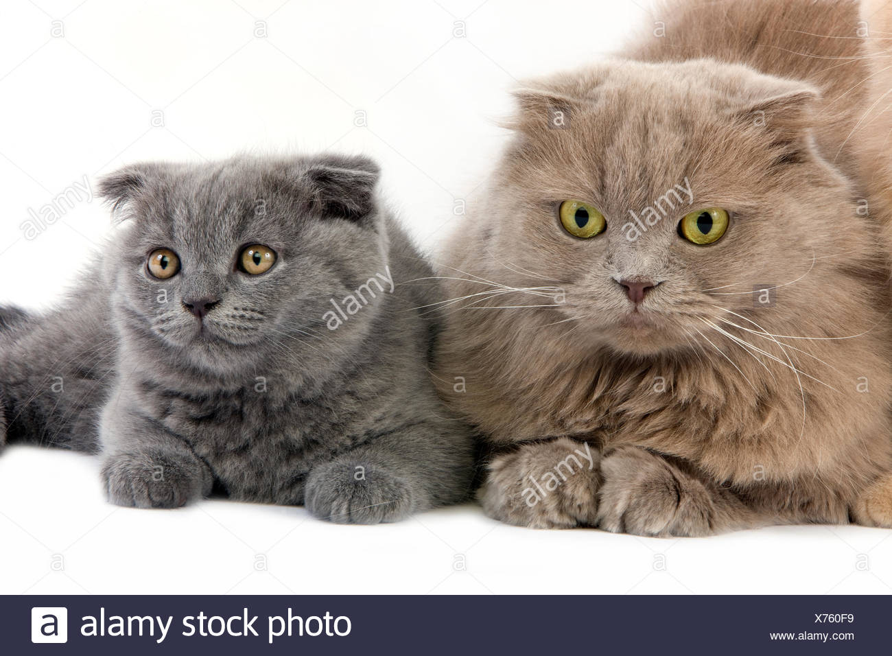 Lilac Self Highland Fold Female And Blue Scottish Fold Kitten