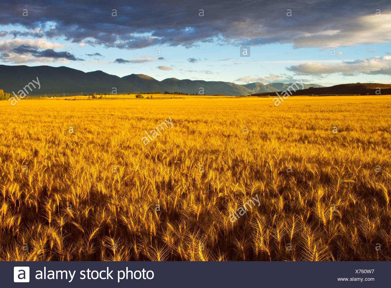 Crops In Montana High Resolution Stock Photography and Images Alamy