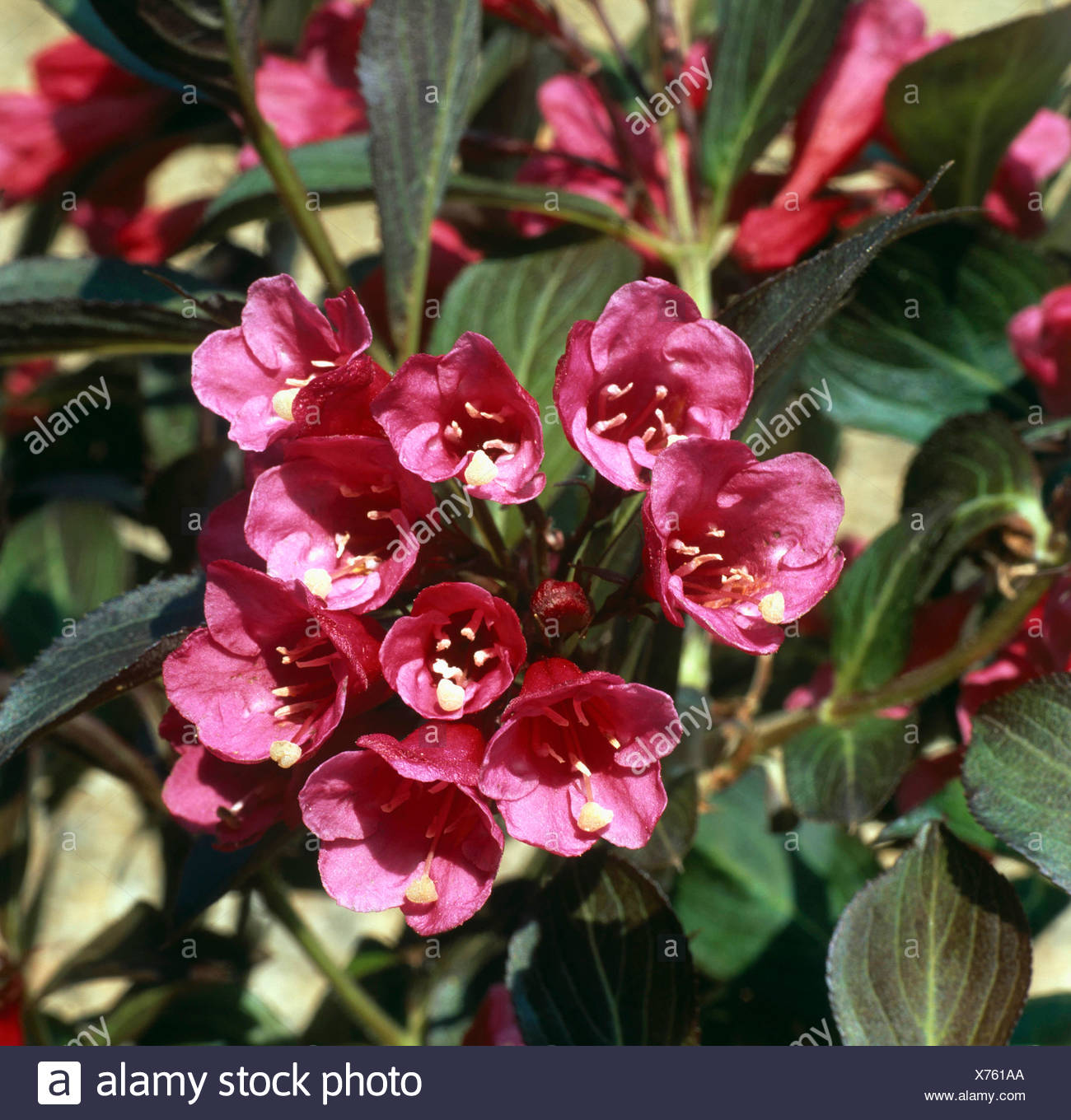 Weigela Wine And Roses Featuring New Plants Every Day