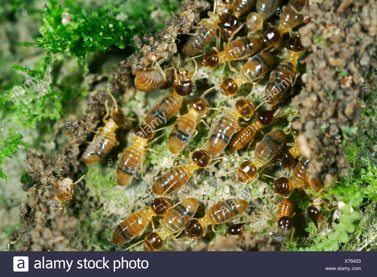 liquid defense termites