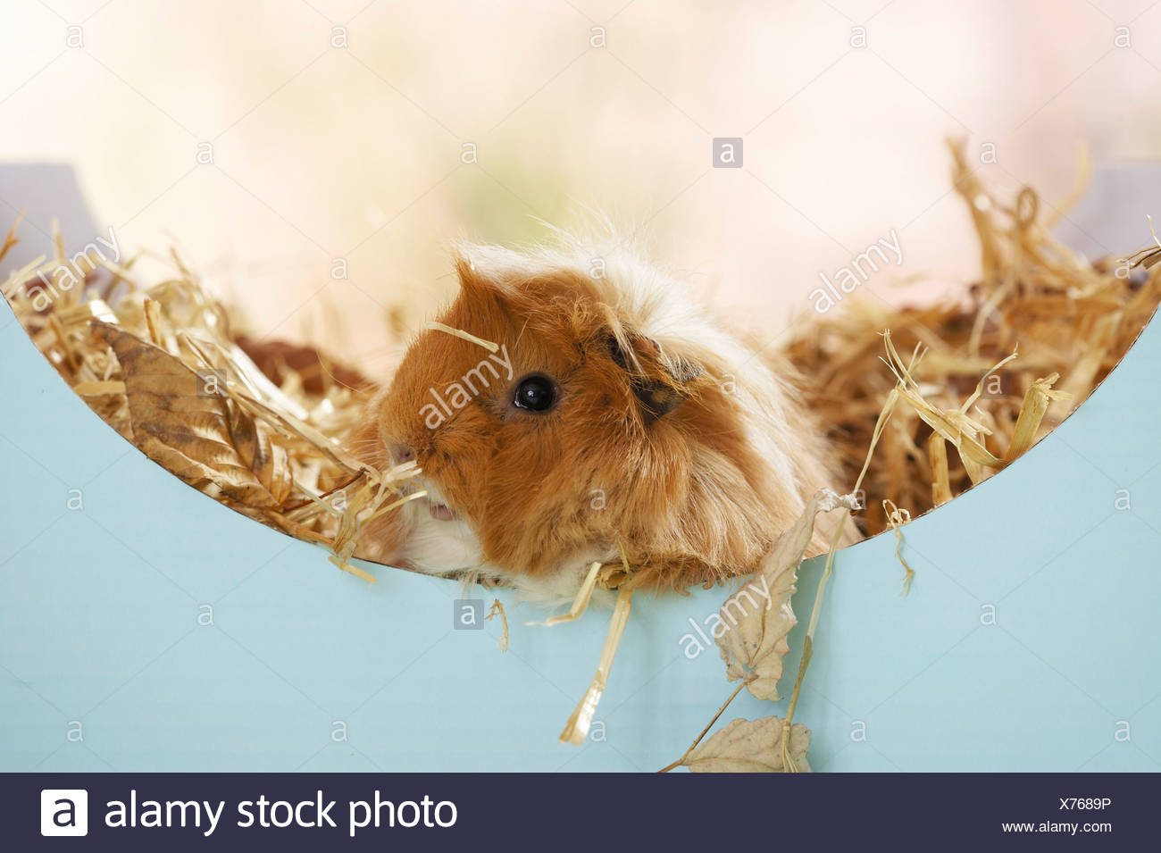 View of Guinea Pig Hay Stock Photos & Guinea Pig Hay Stock Images - Alamy