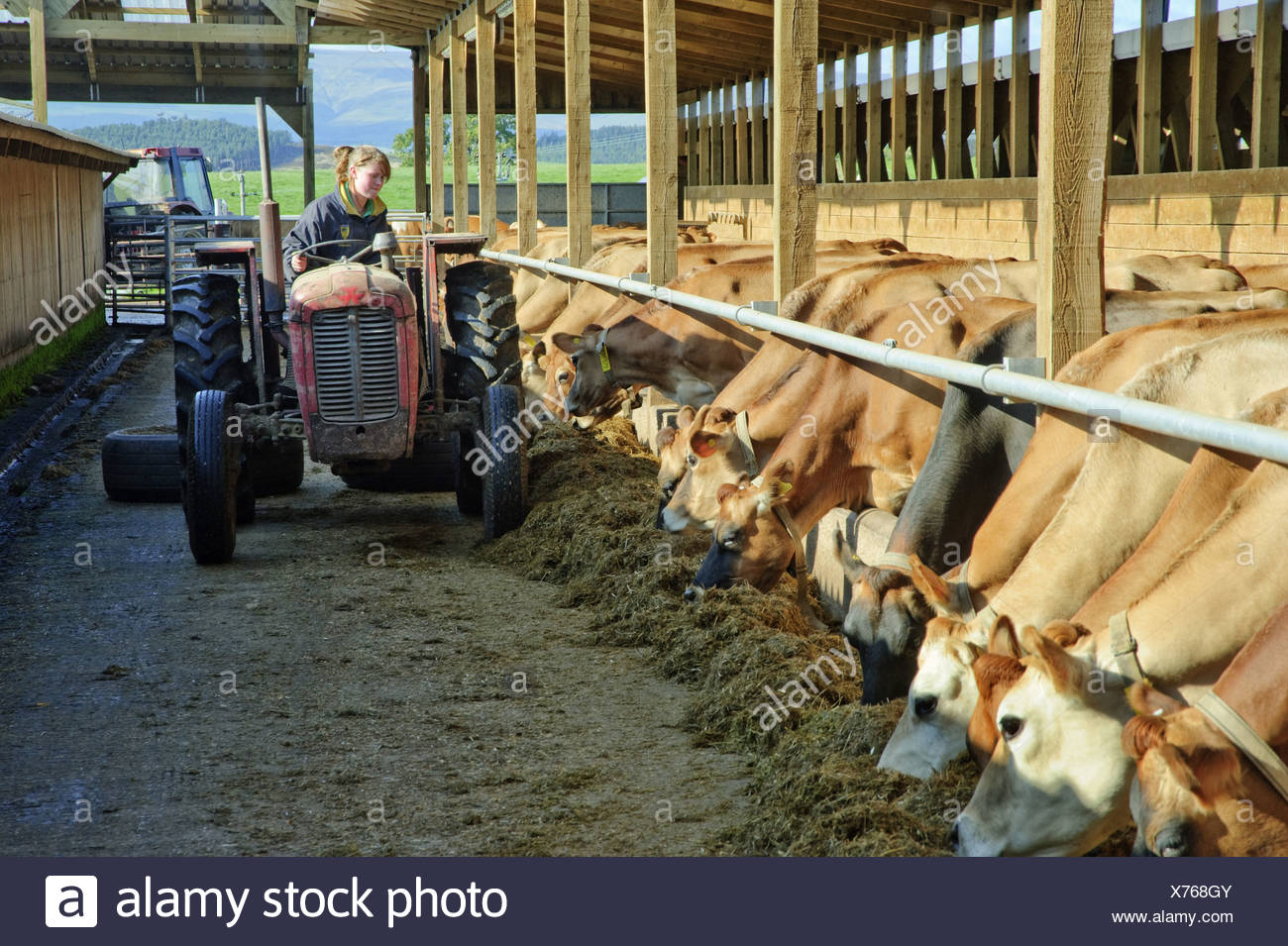 Feed Ration Stock Photos Feed Ration Stock Images Alamy