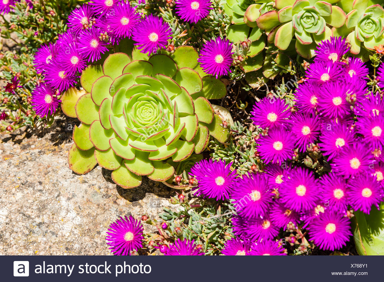 High Angle View Of Succulent Plant And Purple Flowers Growing In Park Stock Photo Alamy