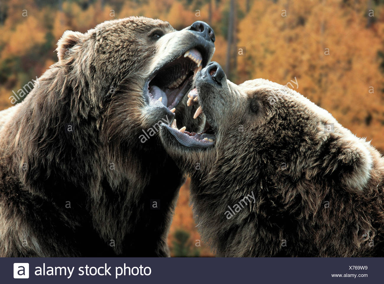 Kodiak Bear Fight Stock Photos & Kodiak Bear Fight Stock Images Alamy