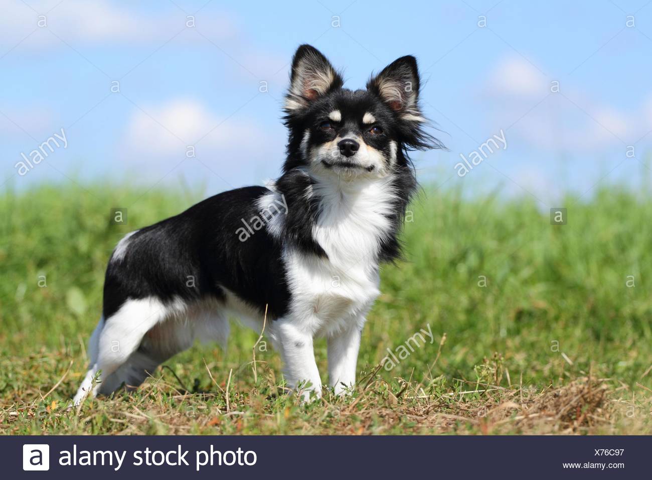 Chihuahua Tricolor Stock Photos Chihuahua Tricolor Stock Images
