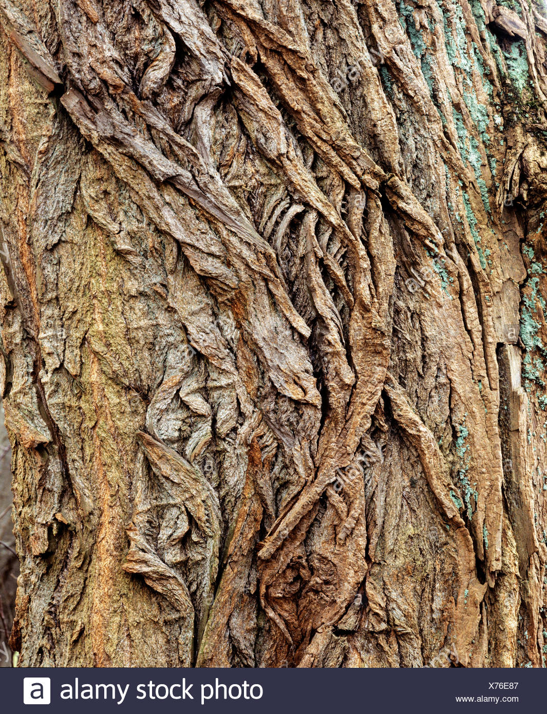Willow Bark High Resolution Stock Photography and Images Alamy