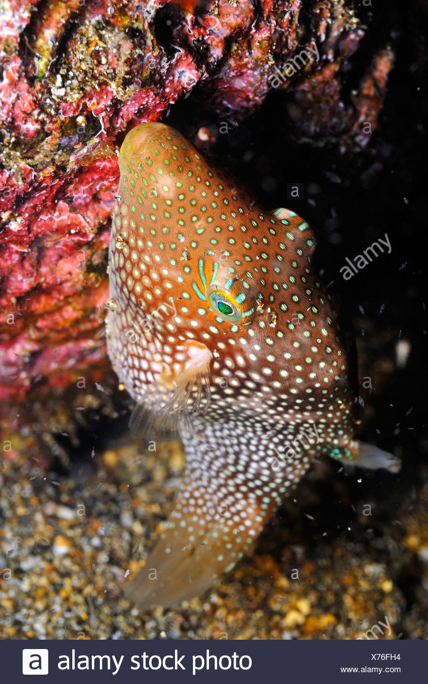 Spotted sharpnose puffer (Canthigaster punctatissima), Galapagos Islands, Ecuador Stock Photo