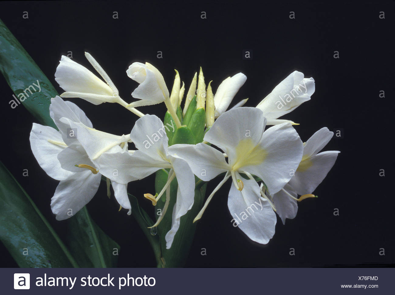 White Ginger Hedychium Coronarium Fragrant Flower Often Used In Lei Making Stock Photo Alamy