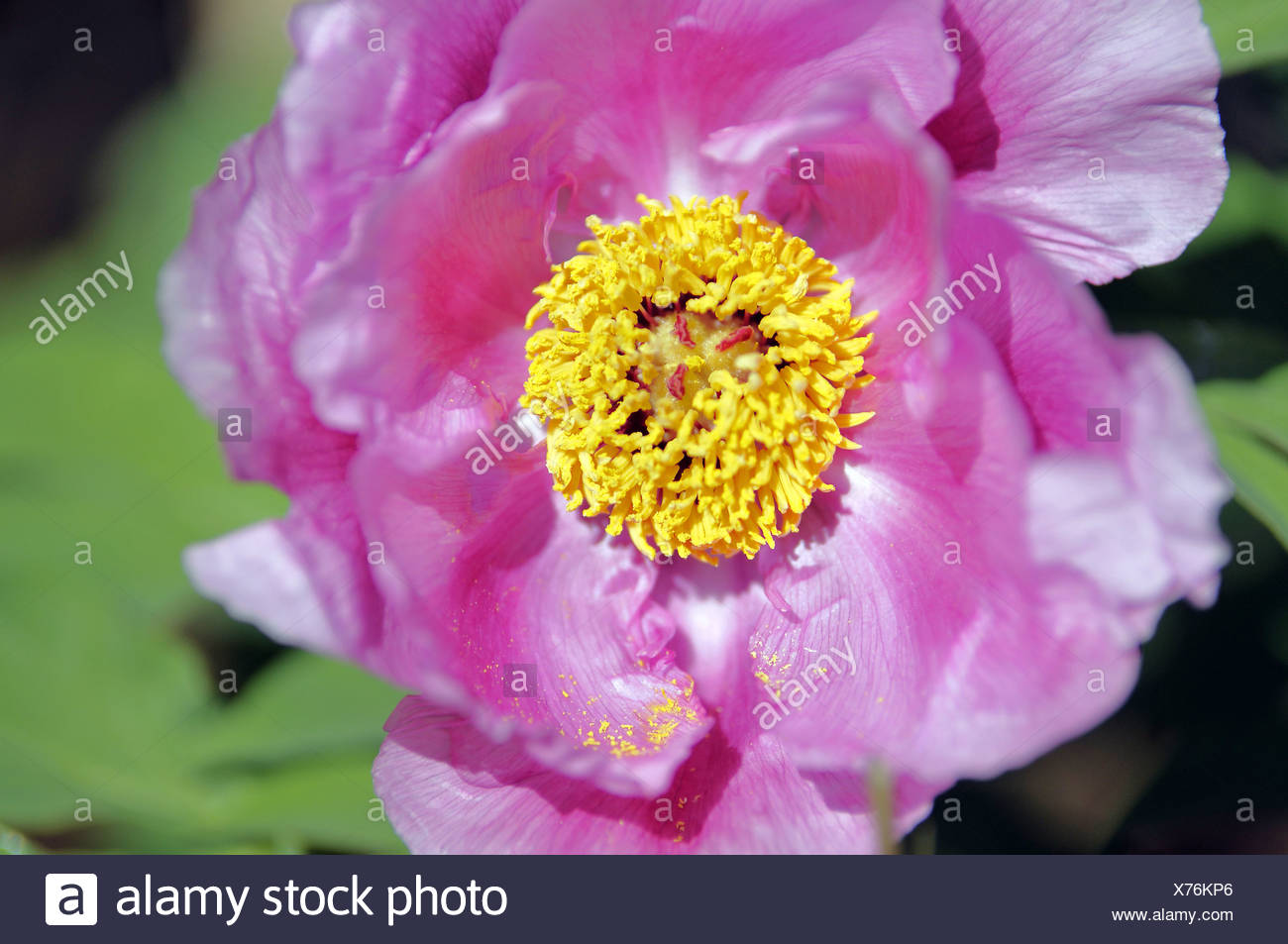 Peony Stock Photo