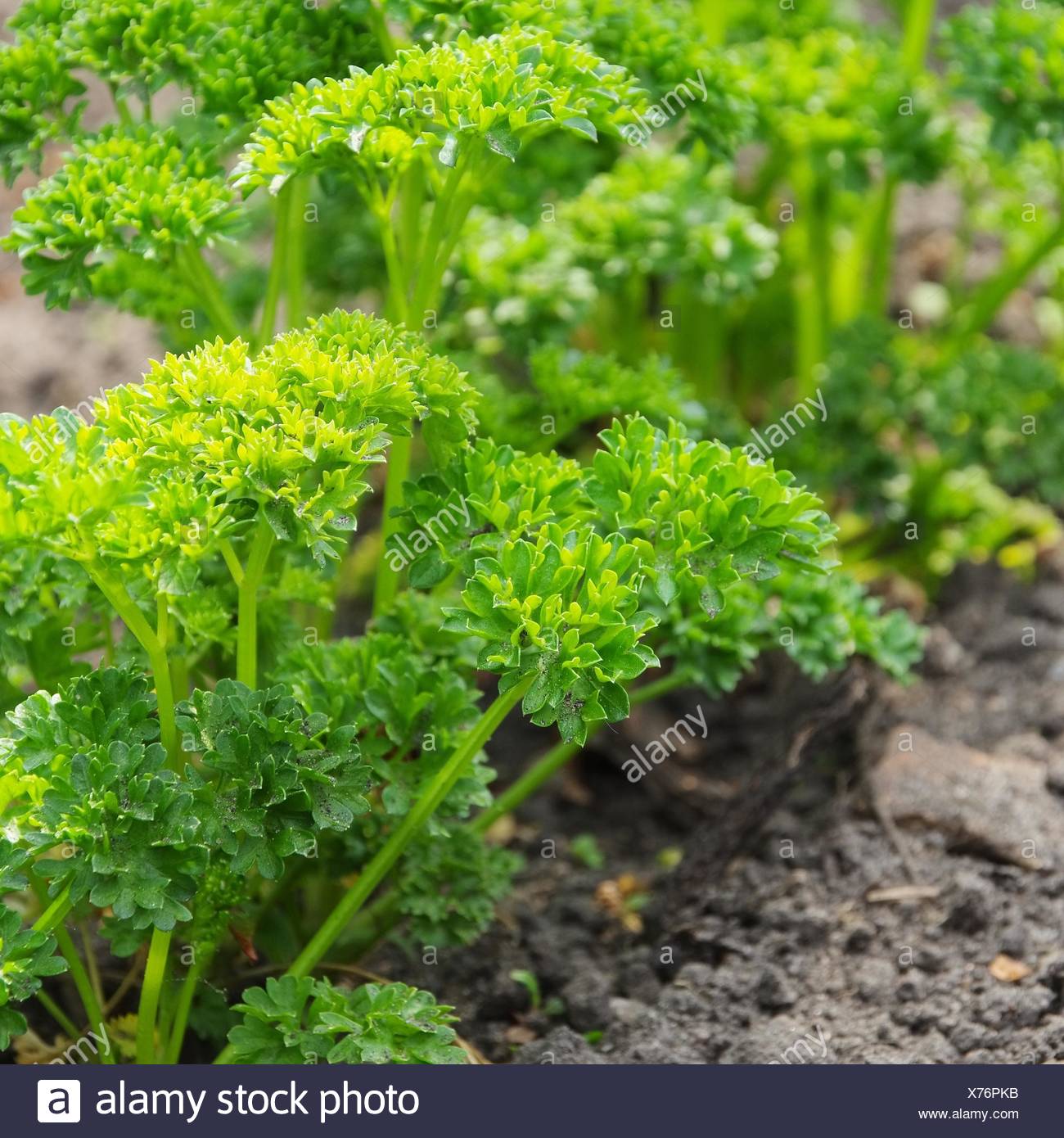 Krause Petersilie Garten Petersilie Petroselinum Stock