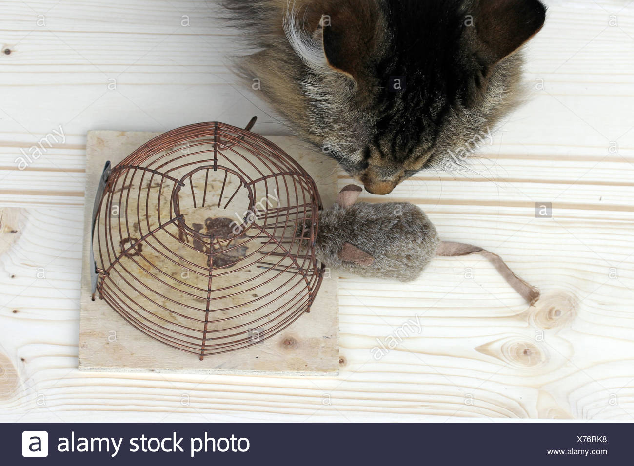 female animal Stock Photo