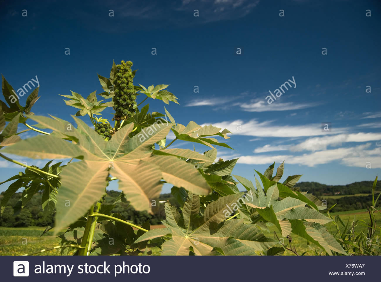 Castor Seed High Resolution Stock Photography and Images Alamy