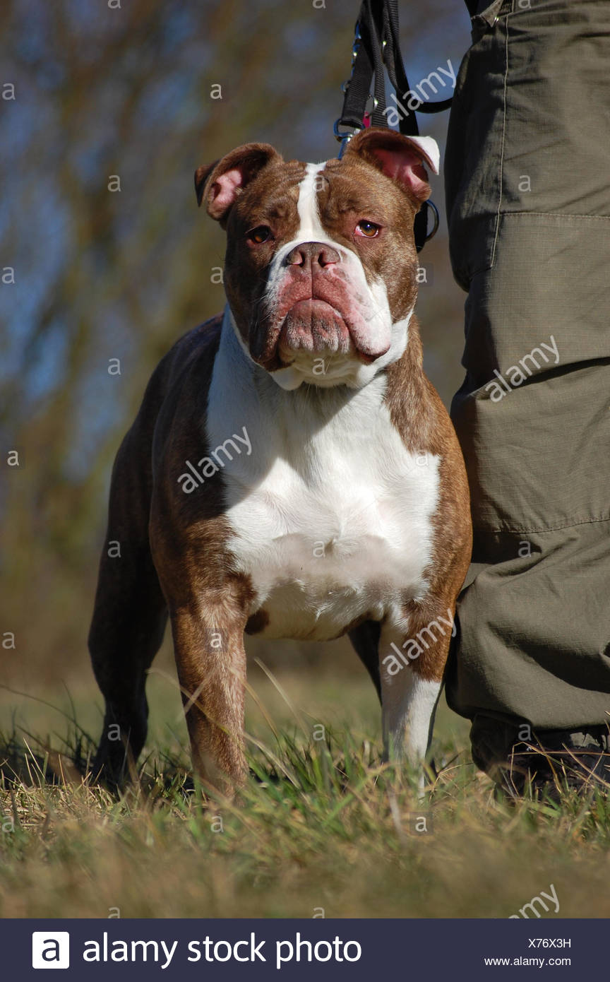 paddling pool for dogs argos