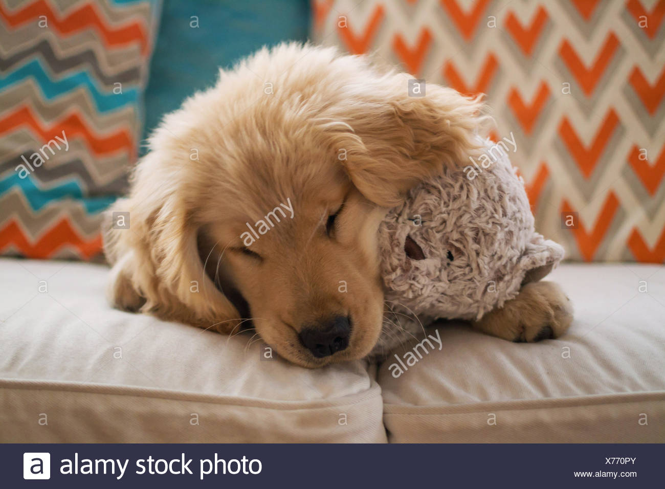 golden retriever teddy bear