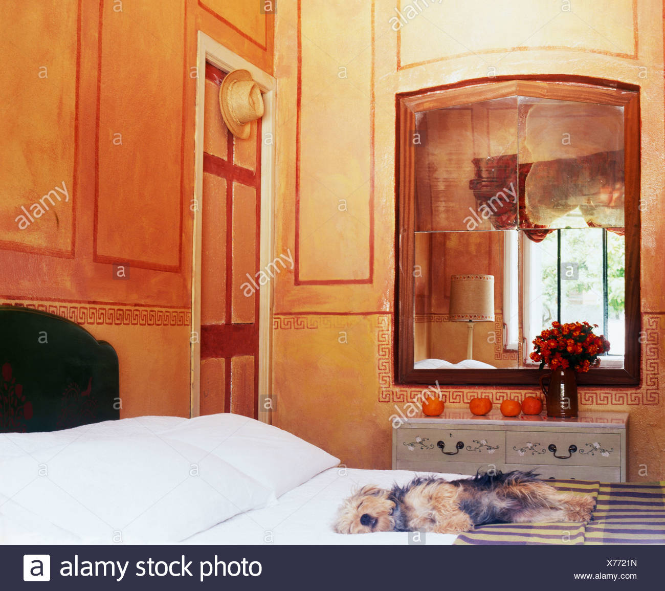 Yorkshire Terrier Lying On Bed In Pale Orange Spanish Bedroom With