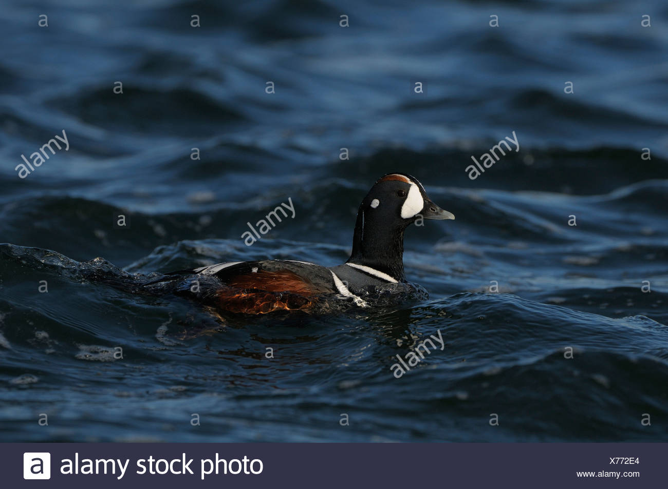 Zwemmende man Harlekijneend; Swimming drake of a Harlequin Stock Photo