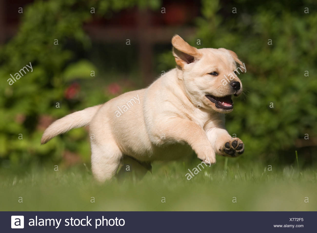 labrador puppy running