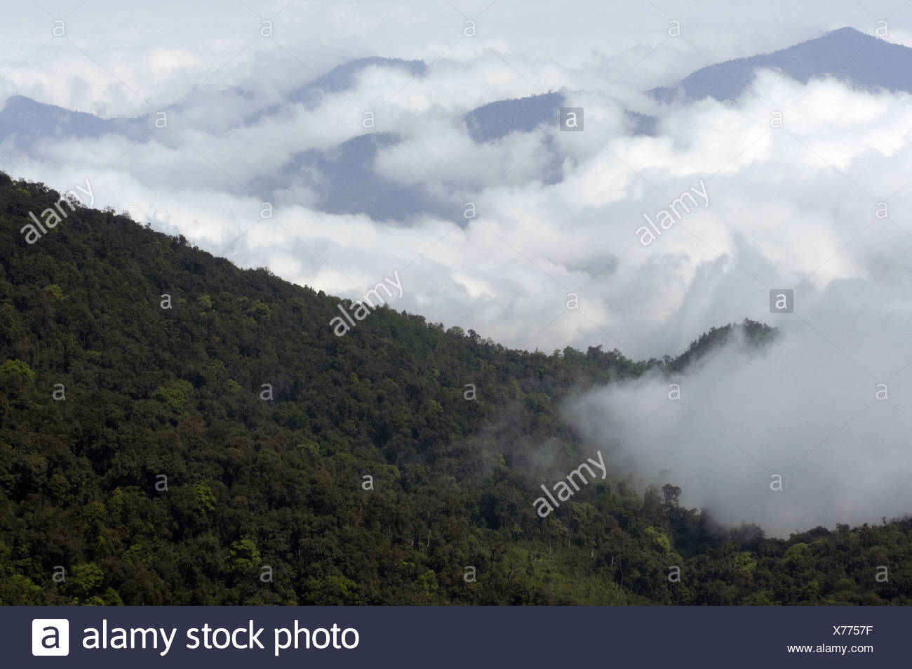 Montane Forest In The Northeast India Stock Photo Alamy
