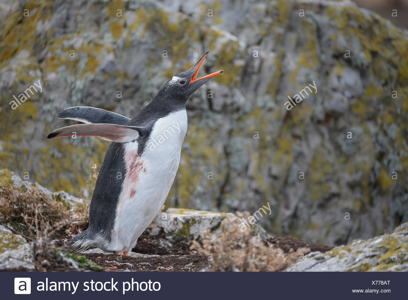 Squawking Bird Stock Photos & Squawking Bird Stock Images Alamy