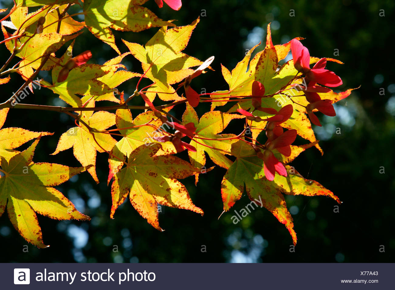 Norway Maple Acer Platanoides Autumn Foliage Balinesischer