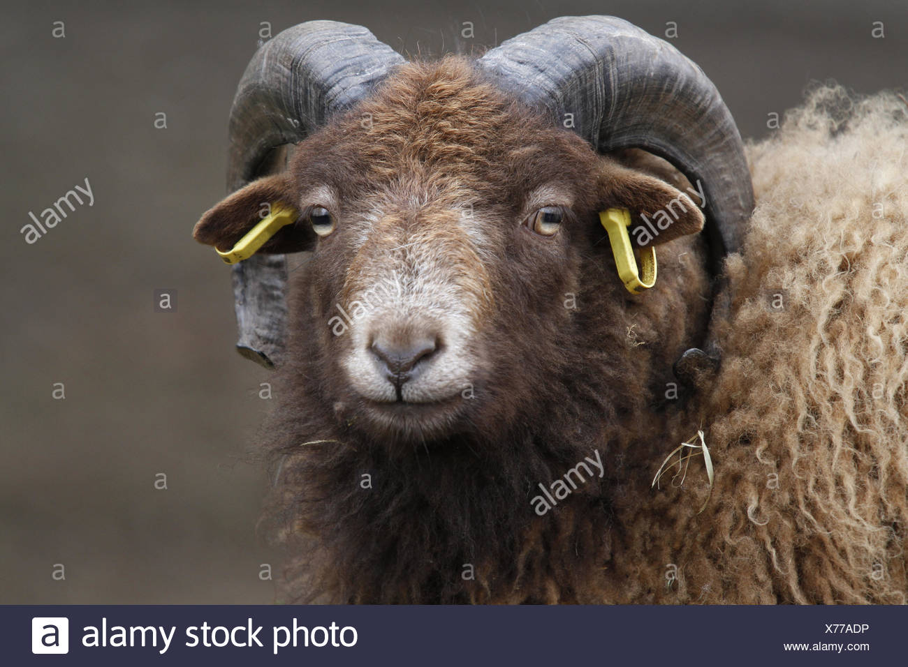 Bretonisches Zwergschaf High Resolution Stock Photography And Images Alamy