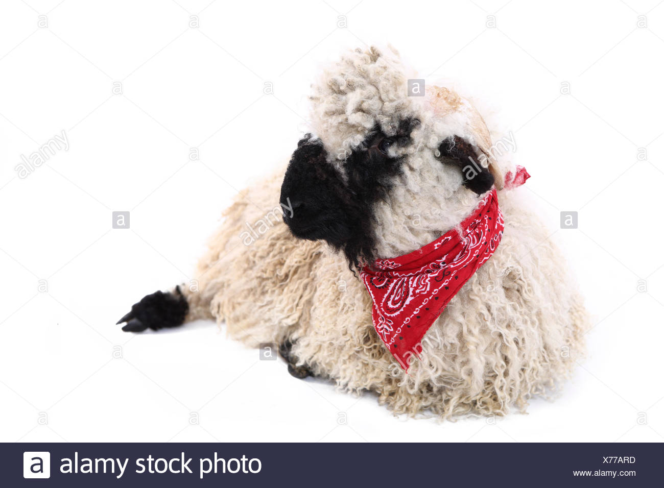 valais blacknose sheep plush