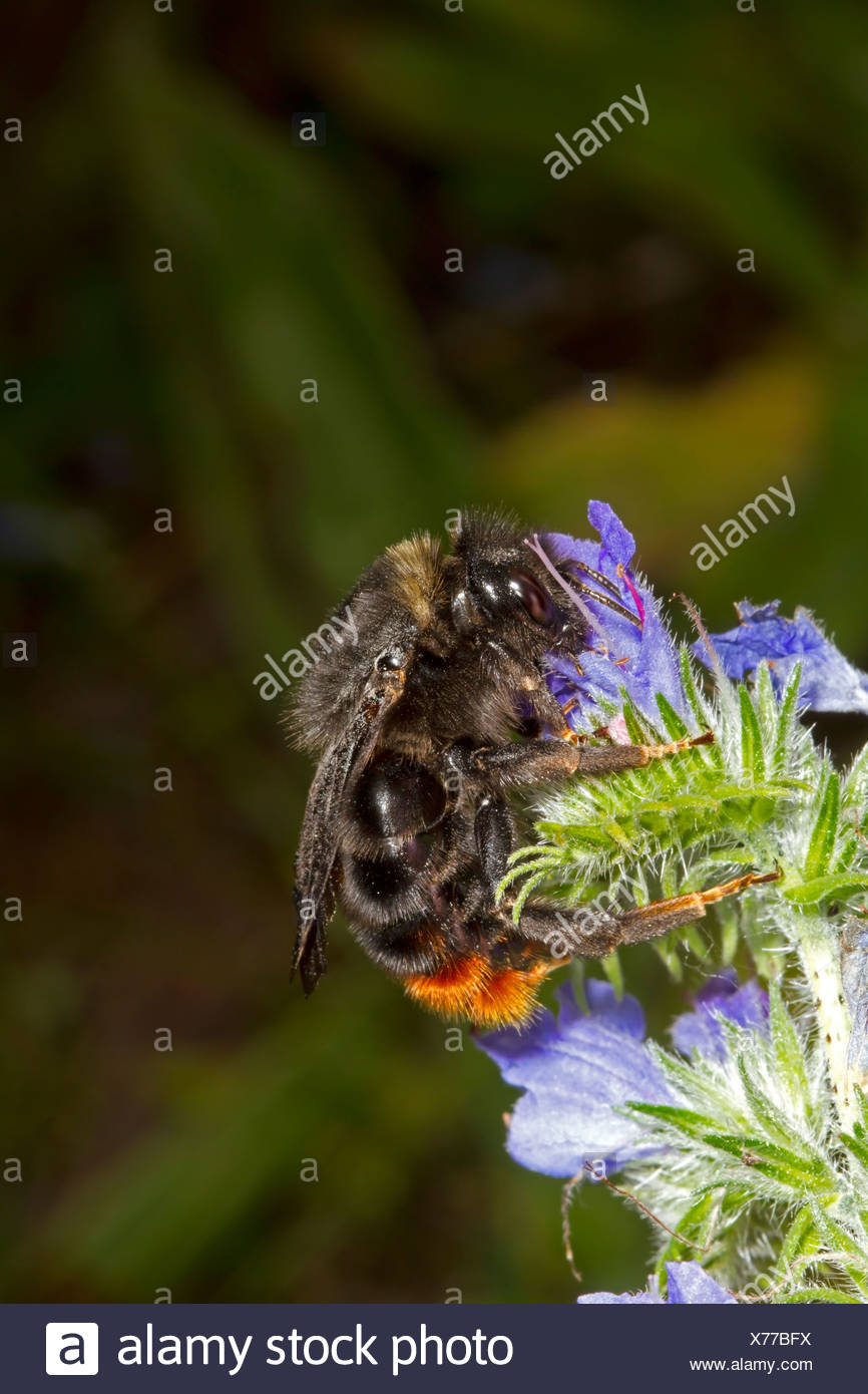 Female Red Tailed Bumble Bee High Resolution Stock Photography and ...
