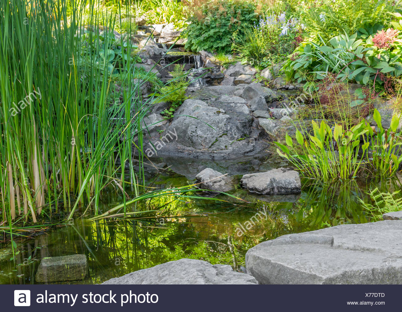 Garden With Aquatic Plants Pond And Decorative Stones Stock Photo