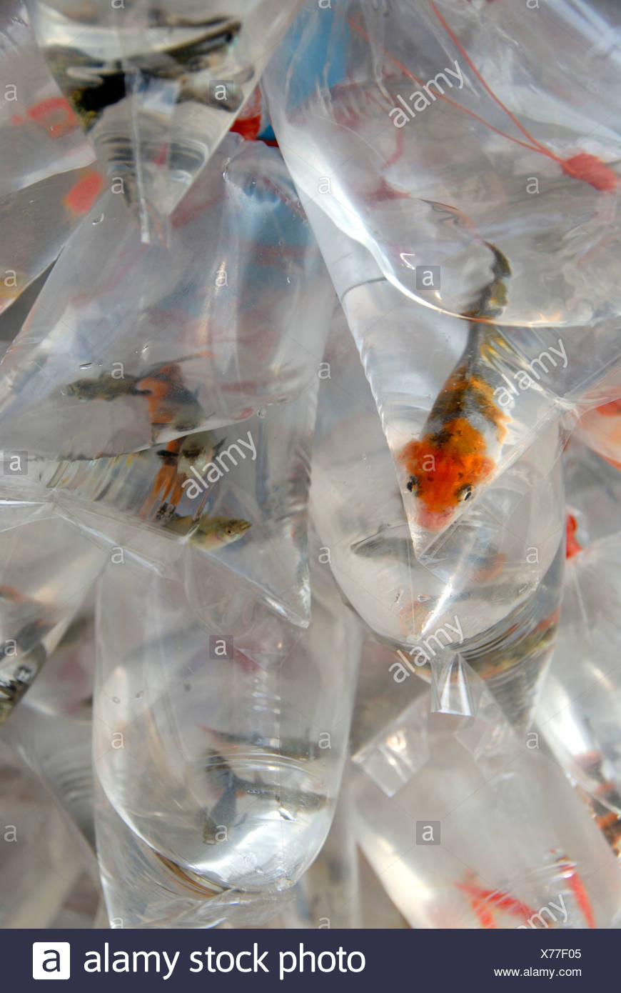 Fish In Bags High Resolution Stock Photography and Images Alamy