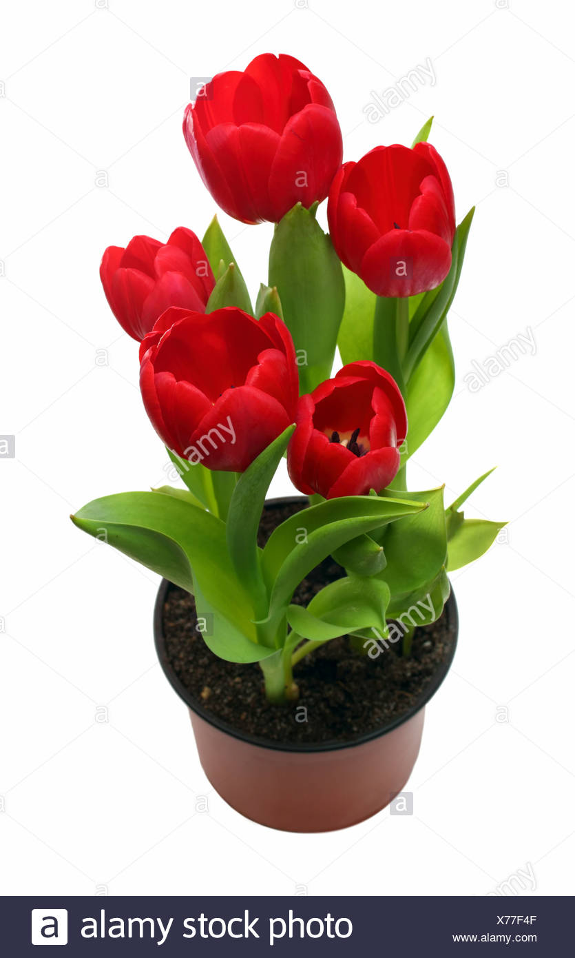 Tulips Pot High Resolution Stock Photography And Images Alamy