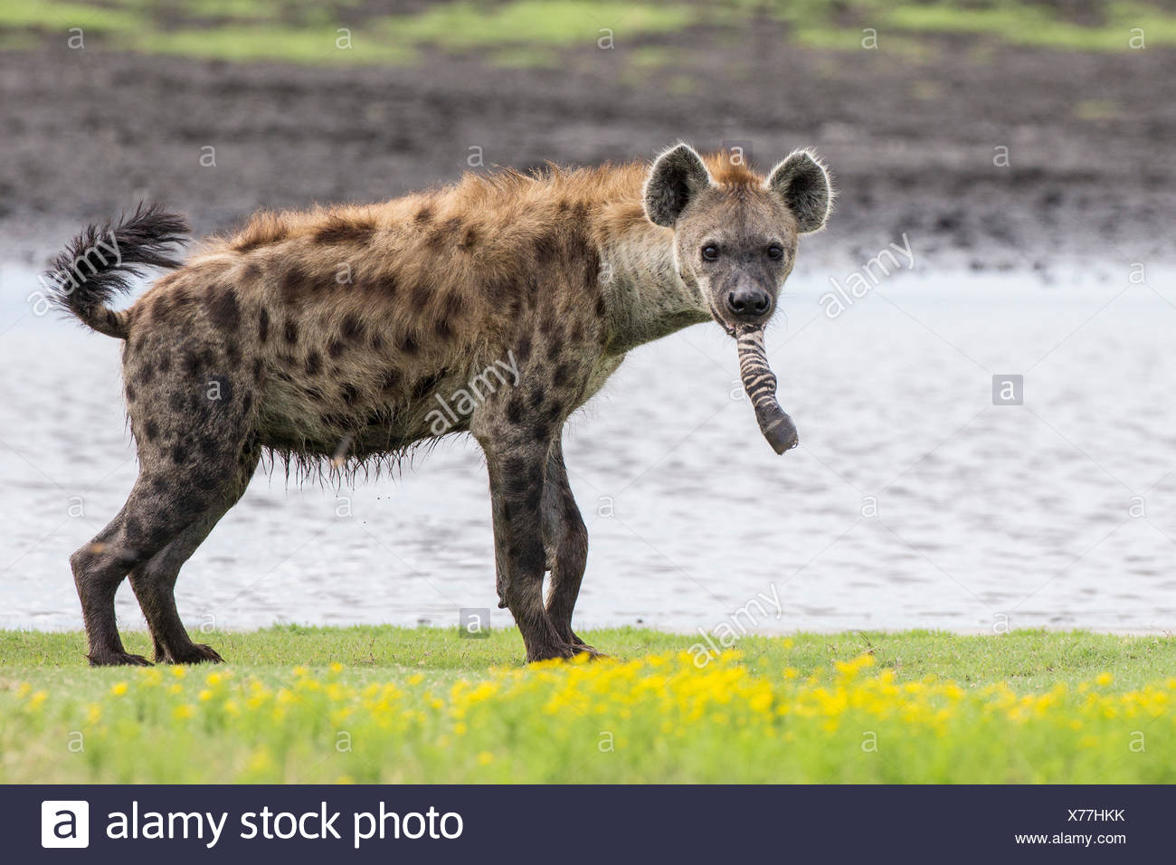 Spotted Hyena (Crocuta crocuta) with foot of prey, Liuwa Plain National  Park, Western Province, Zambia Stock Photo - Alamy