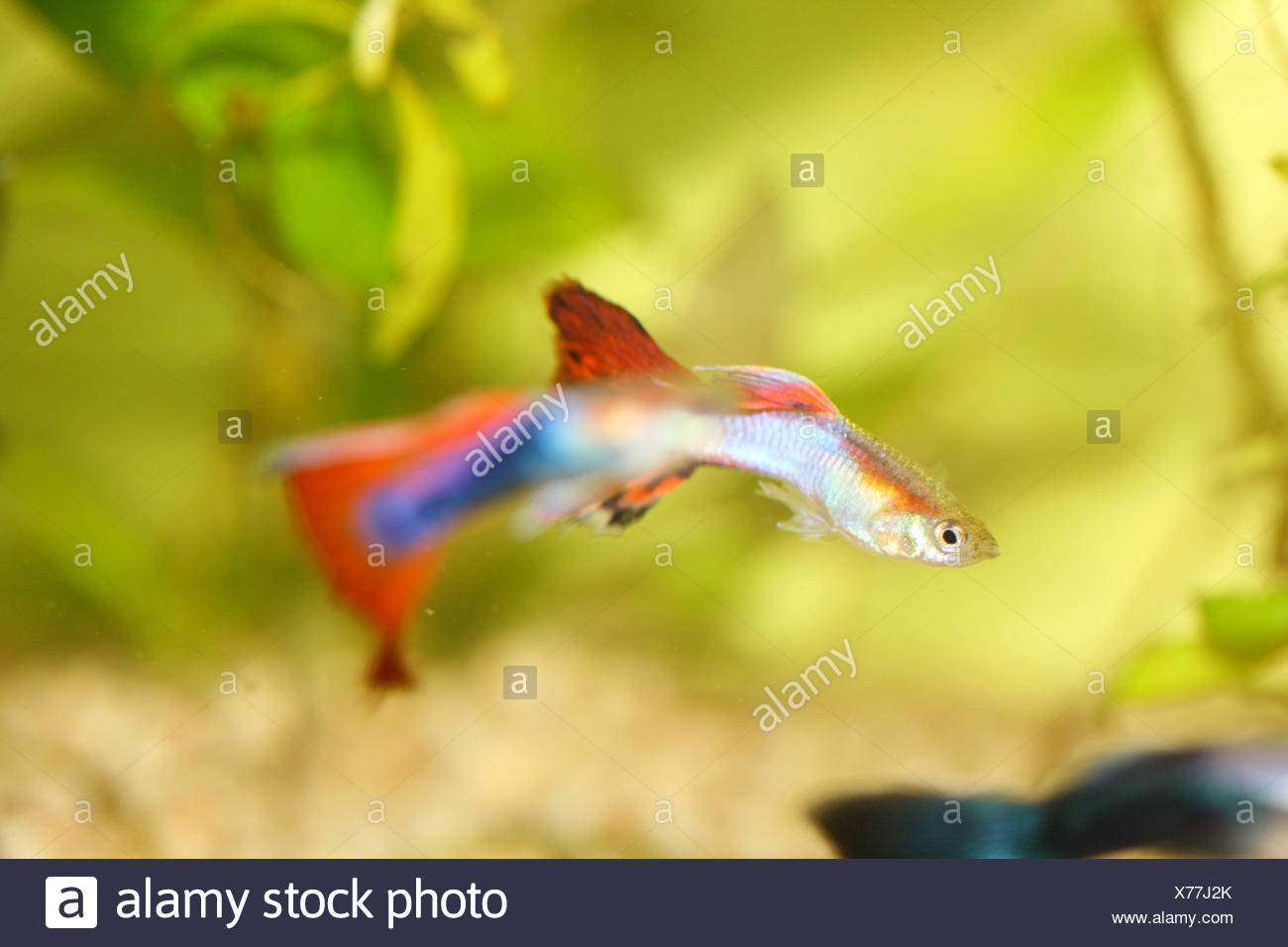 Guppy Poecilia Reticulata Stock Photo 279836331 Alamy