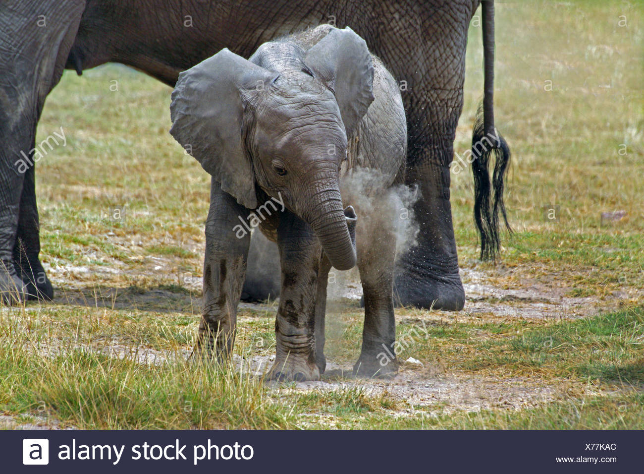 Baby Elephant High Resolution Stock Photography And Images Alamy