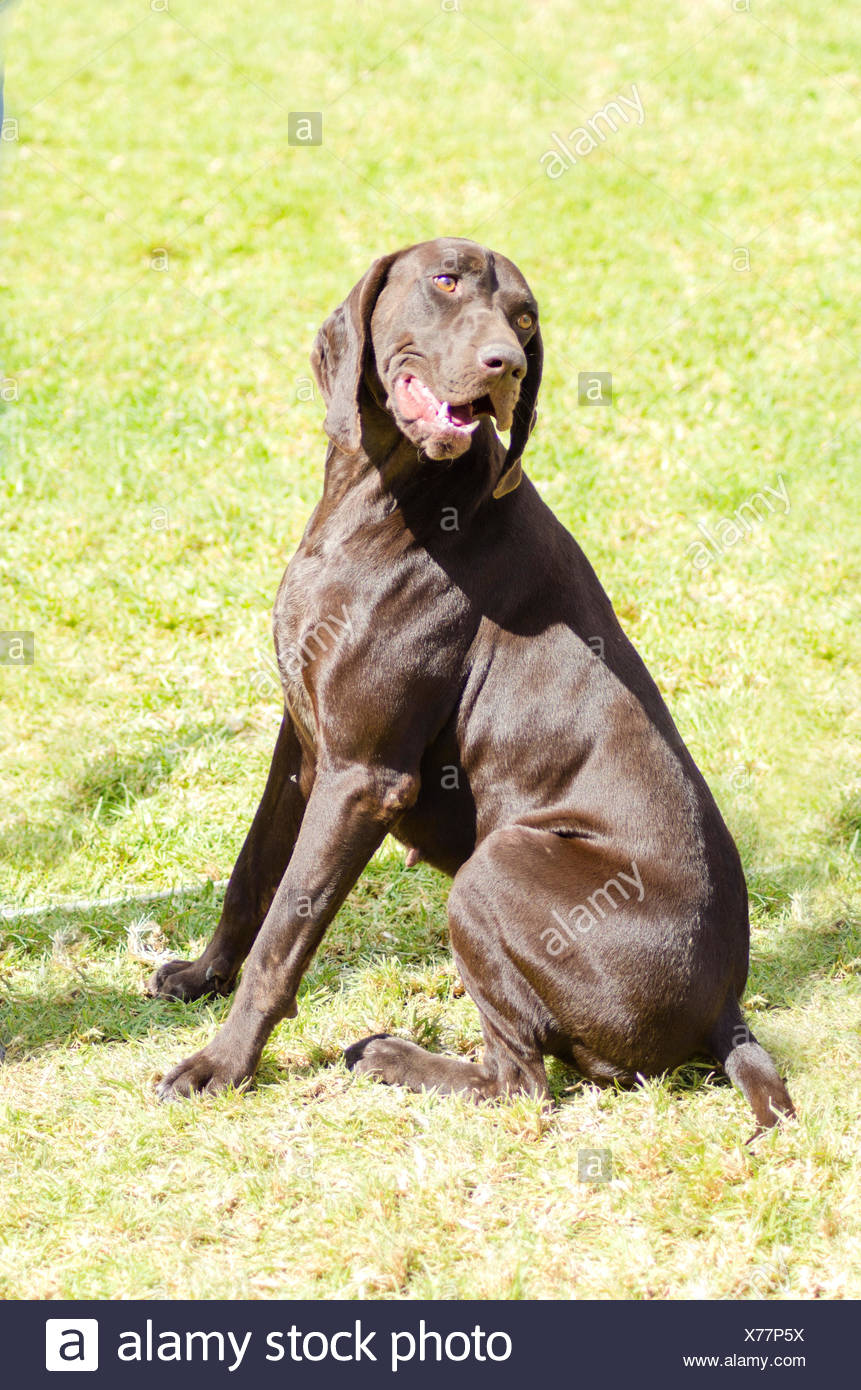A Young Beautiful Liver Brown German Shorthaired Pointer Dog Sitting On The Grass The German Short Haired Pointing Dog Has Long Floppy Ears And Muzzle And Is Used For Hunting Stock Photo