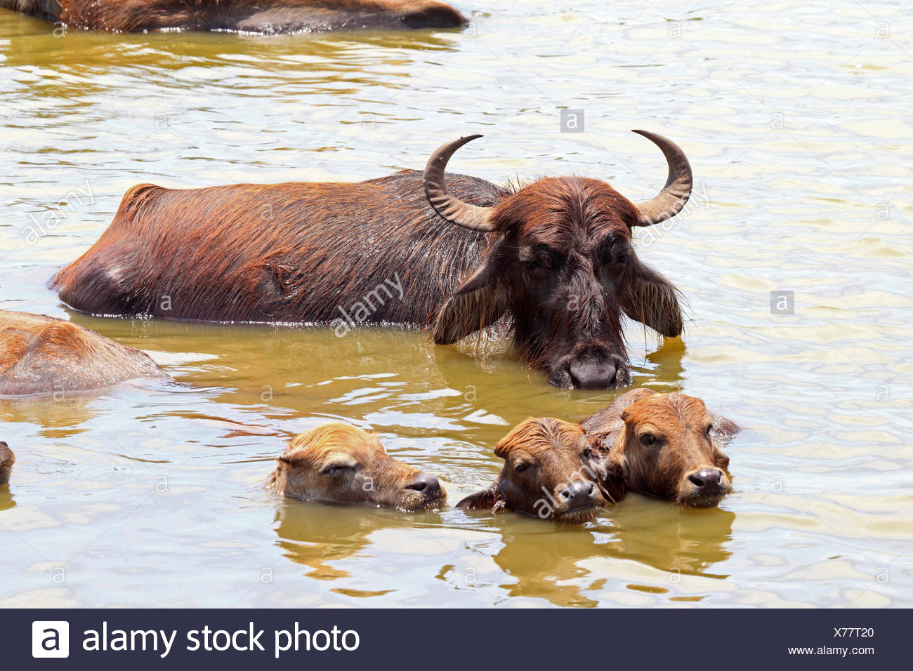 Baby Water Buffalo High Resolution Stock Photography and Images Alamy