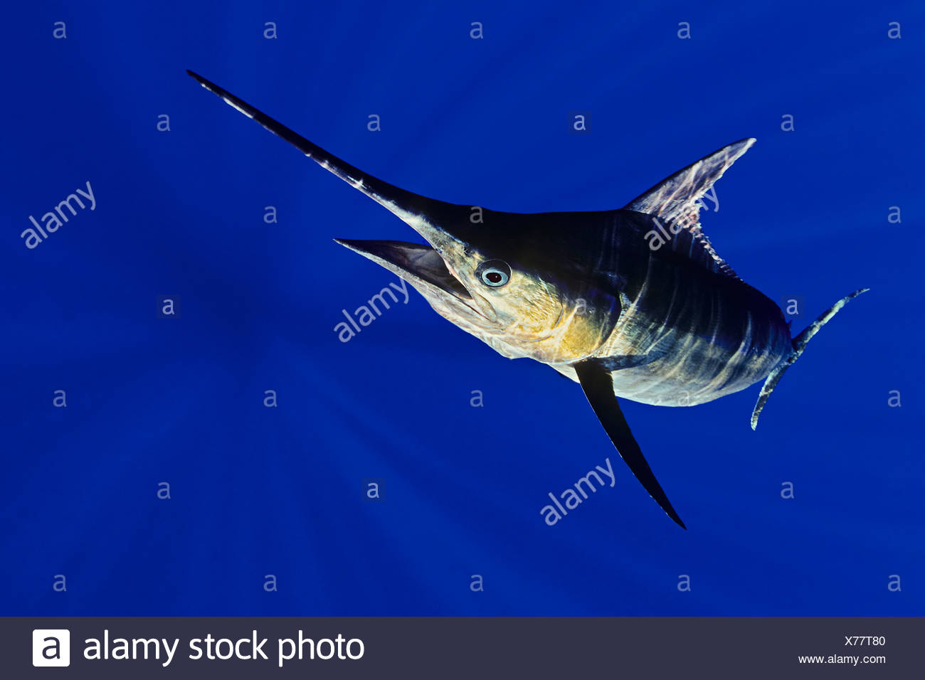 Swordfish Underwater High Resolution Stock Photography and Images Alamy