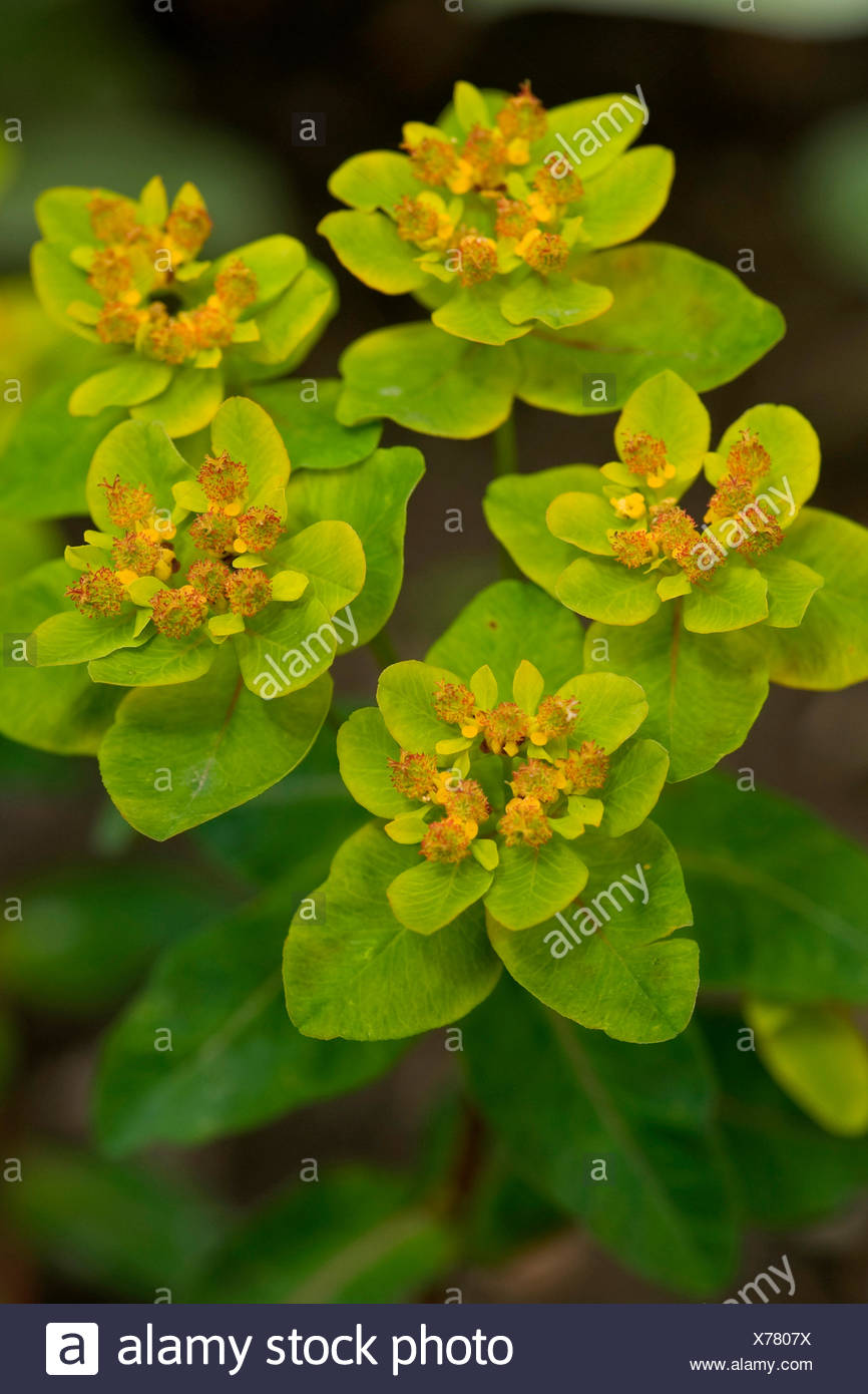 Cushion Spurge Euphorbia Polychroma High Resolution Stock Photography