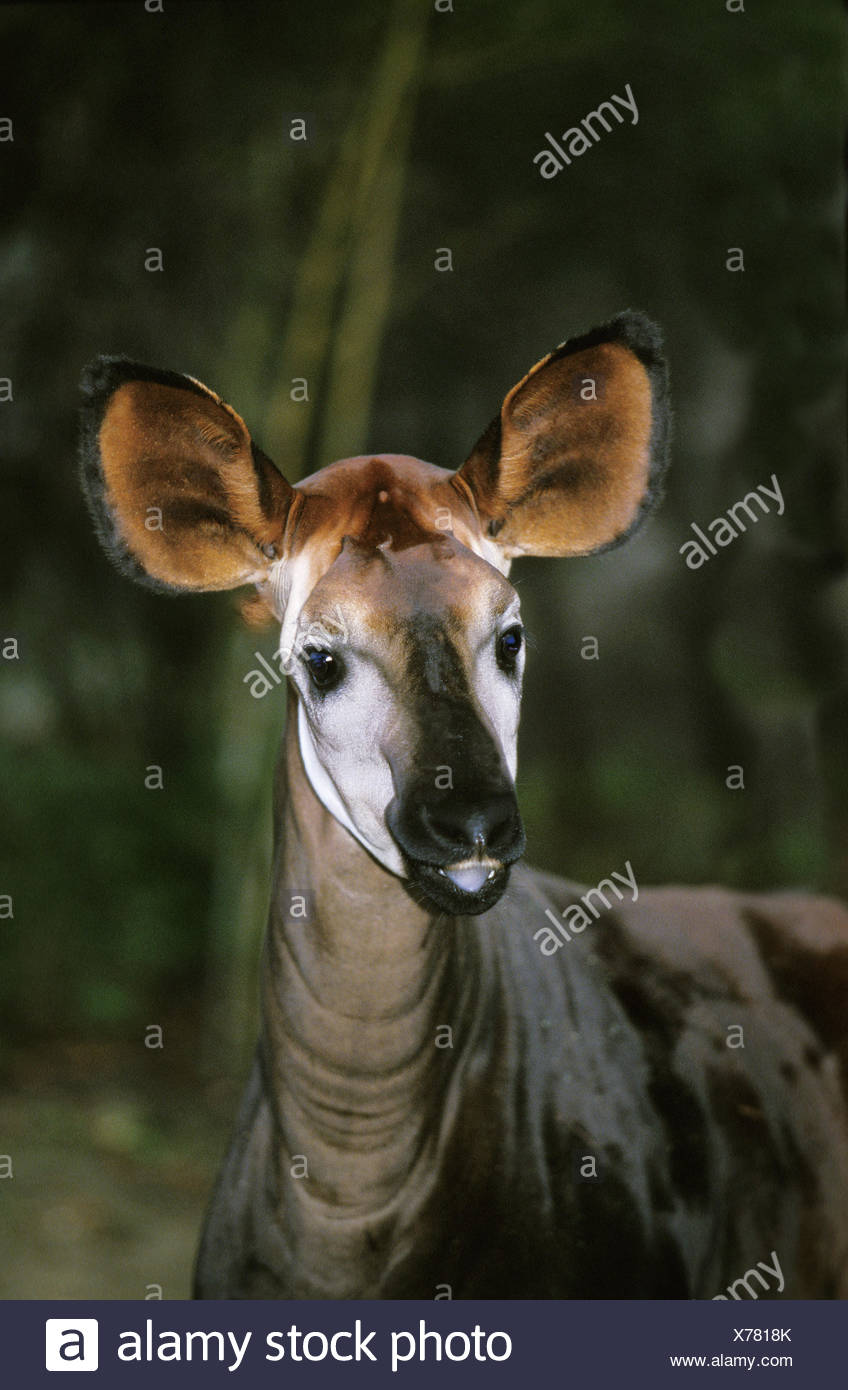 Okapi Okapia Johnstoni Adult Stock Photos & Okapi Okapia Johnstoni ...