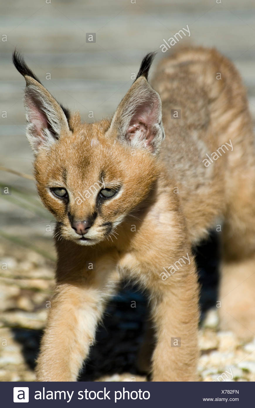 lynx and domestic cat