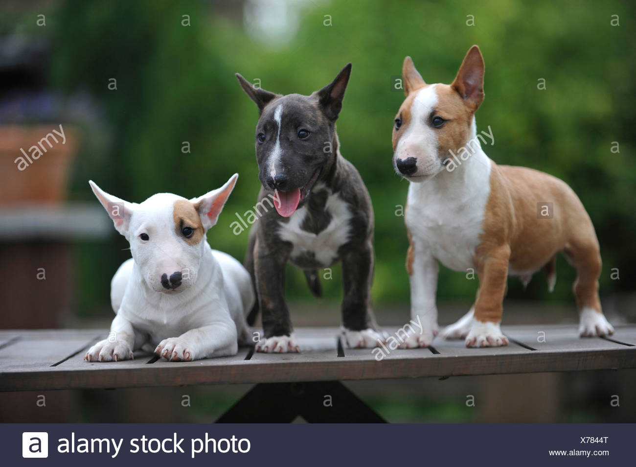 Miniature Bullterrier Puppies Stock Photo - Alamy