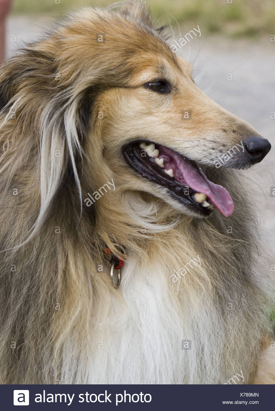 Long Haired Border Collie Stock Photos & Long Haired Border Collie Stock Images Alamy