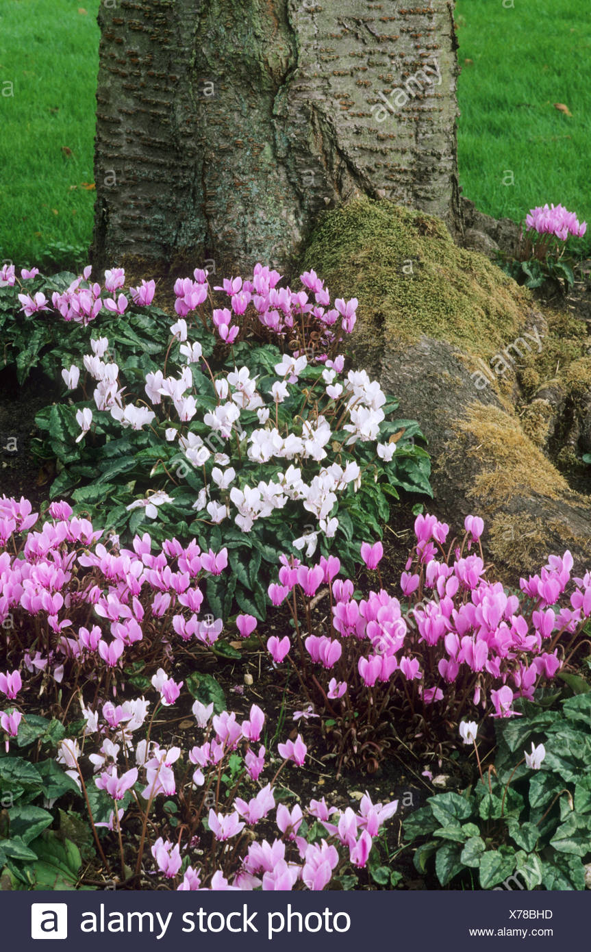 Underplanting Tree High Resolution Stock Photography and Images Alamy