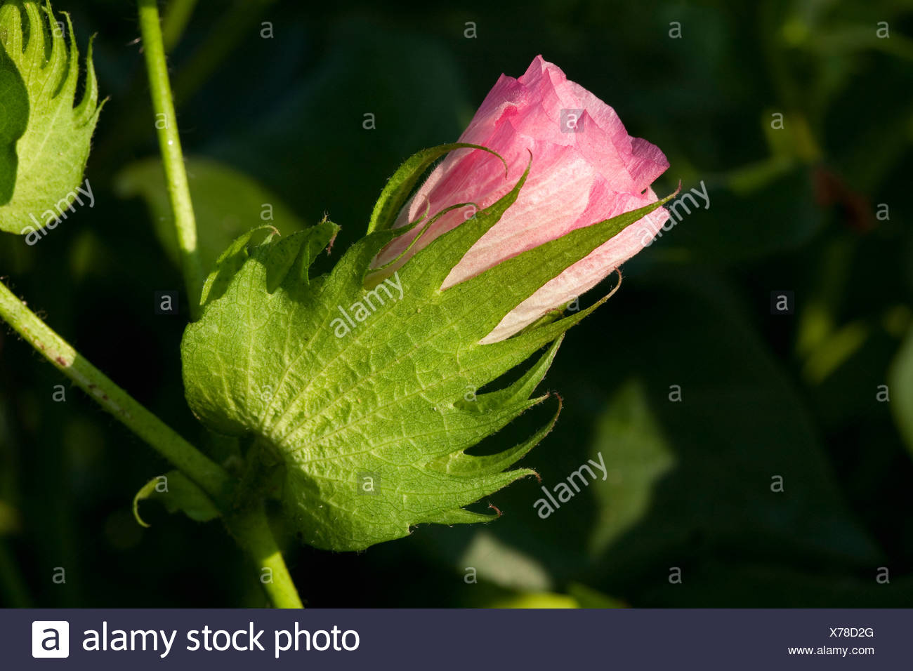 Cotton Plant Arkansas Stock Photos & Cotton Plant Arkansas Stock Images