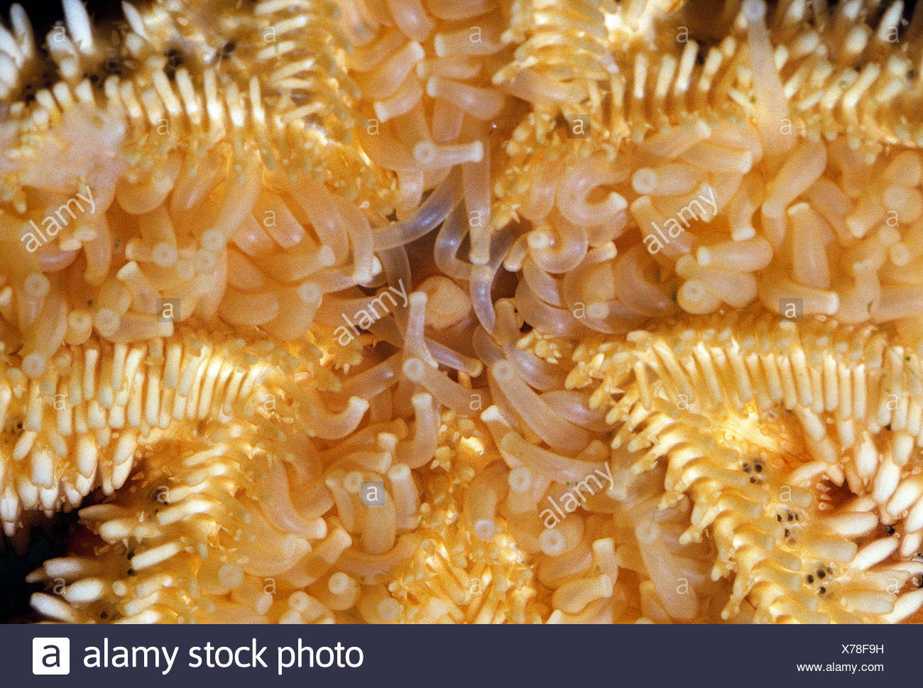 Starfish Mouth Stock Photos & Starfish Mouth Stock Images Alamy