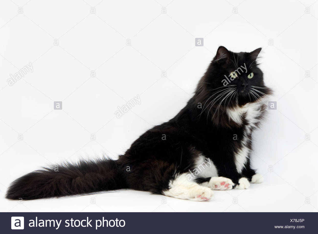 black siberian forest cat