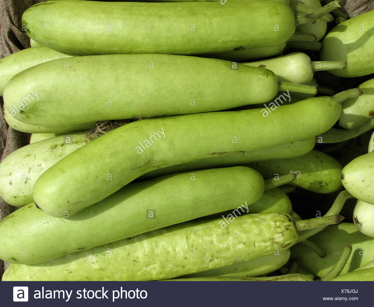 White Flowered Gourd Stock Photos & White Flowered Gourd Stock Images